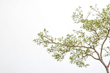 Wall Mural - Blooming Tree Branch Against a White Background