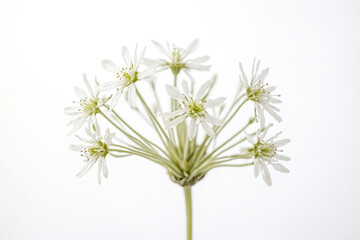 Wall Mural - Delicate white flower with a white background