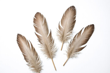 Wall Mural - Four Brown Feathers on White Background