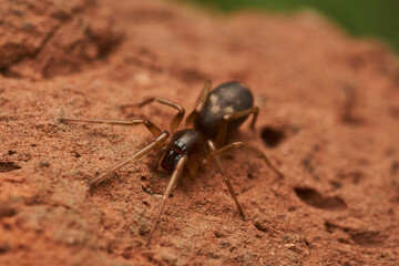 A spider perched on an orange stone