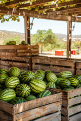 Wall Mural - A crate of watermelons sits on a wooden crate