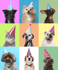 Wall Mural - Cute birthday dogs in party hats on different color backgrounds, collage of portraits