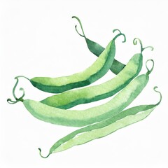 Hand drawn watercolor green beans vegetable isolated on white background