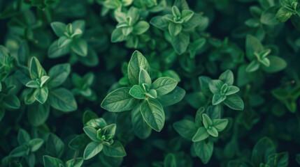 An overhead close-up shot of vibrant green oregano leaves growing in a garden