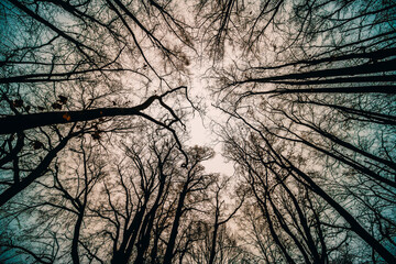 Canvas Print - view of tree trunks and sky