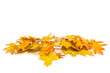 Wall Mural - autumn golden oak leaves on a white background with space for text