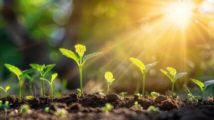 Poster - seedling of hope young plants sprouting from rich soil towards morning sunlight ecology concept