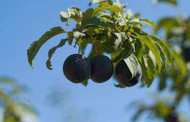 Wall Mural - Plums on mountain plum branches