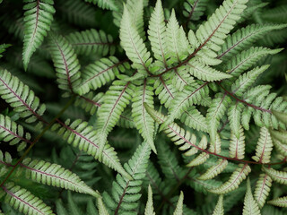 Green spring ferns. Close up. 