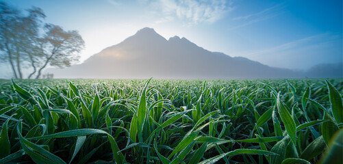 Wall Mural - morning dew on the grass against the backdrop of a mountain peak
