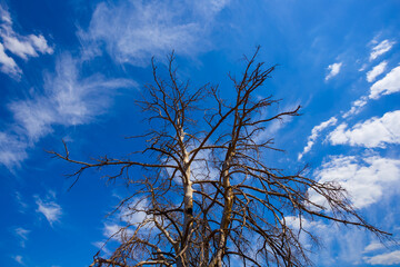 closeup dry tree om blue cloudy sky background