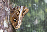 Yellow-edged giant owl butterlfy (Caligo atreus) in the jungle of Nicaragua in Central America