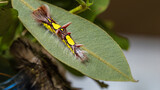 Stunning Morpho Menelaus catepillar in Nicaragua in Central America