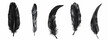© Welle Photos - Black feathers set collection isolated on white background vector illustration, clipart design with clipping path