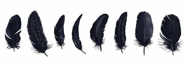 Wall Mural - Black feathers set collection isolated on white background vector illustration, clipart design with clipping path


