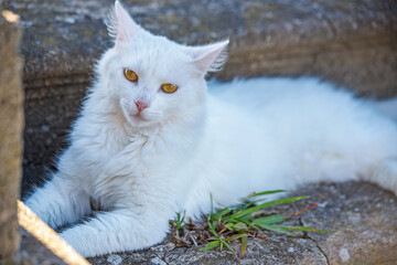 portrait of a cat