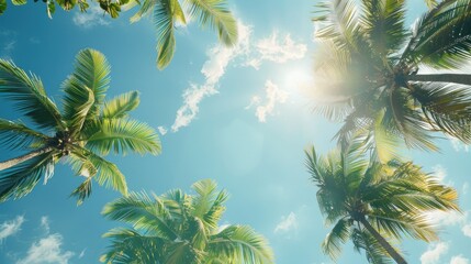 Wall Mural - A sunny tropical background with palm trees and a blue sky. A view from below,