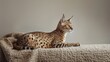 © Bionic - Spotlight on a Beautiful Ocicat in a Studio Setting