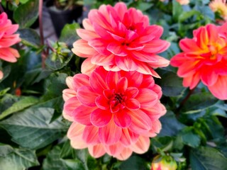 Poster - Close-up of vibrant red and pink dahlias in full bloom surrounded by green foliage.