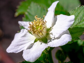 Canvas Print - Close-up of a white flower with green leaves in the background