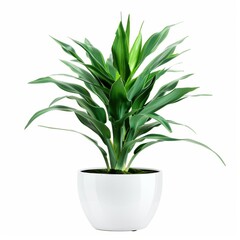 Wall Mural - A Green Dragon Plant in a white pot, no shadow, isolated on white background 