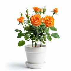 Wall Mural - A orange Roses in a white pot, no shadow, isolated on white background