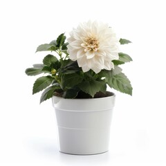 Wall Mural - A Ornamental Flower in a white pot, no shadow, isolated on white background 