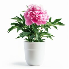 Wall Mural - A Peony in a white pot, no shadow, isolated on white background 