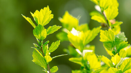 Poster - Green leaves on a tree in nature