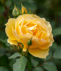 Poster - Beautiful yellow rose in the park