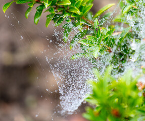 Wall Mural - Drops of water on the web after rain