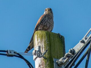 Poster - kestrel a bird of prey species belonging to the kestrel group of the falcon family perched on a telegraph pole with blue sky in the background