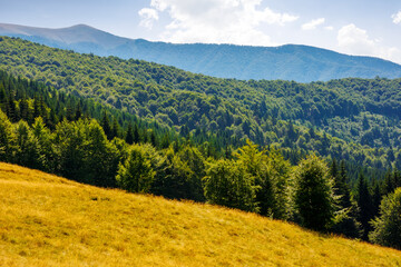 Wall Mural - forested landscape of carpathian mountains in summer. nature scenery with primeval beech forest on the hillside behind grassy meadow in afternoon light. alpine highlands of ukraine