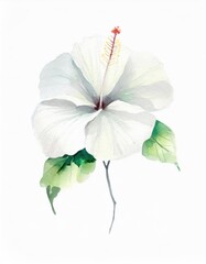 Wall Mural - Hand drawn watercolor white hibiscus flower isolated on white background