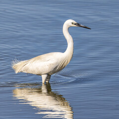 Wall Mural - The little egret, Egretta garzetta in Ria Formosa Natural Reserve, Algarve Portugal