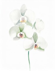 Wall Mural - Hand drawn watercolor white orchid flower isolated on white background