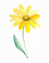 Wall Mural - Hand drawn watercolor yellow daisy flower isolated on white background