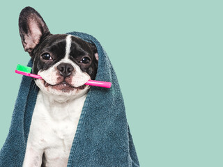 Wall Mural - Cute puppy, towel and toothbrush. Clean and healthy teeth. Close-up, indoors. Studio shot, isolated background. Concept of care, education, obedience training and raising pets