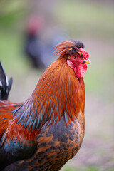 Wall Mural - Close up of rooster in garden