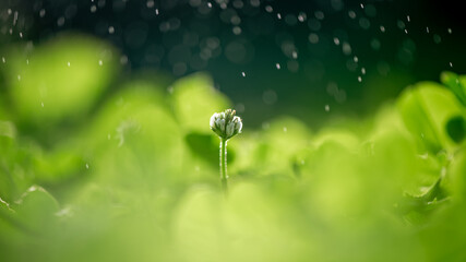 Wall Mural - clover meadow, green leaves, natural summer background