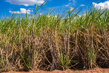 Wall Mural - Sugar cane field and blue sky on the farm in Brazil