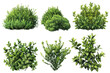 © Only PNG - botanical illustrations green garden bushes with different textures, against a white background.
