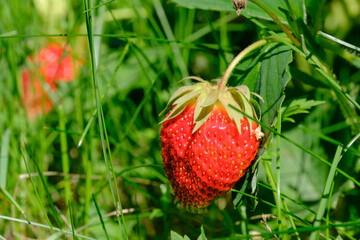 ripe red strawberries in green grass