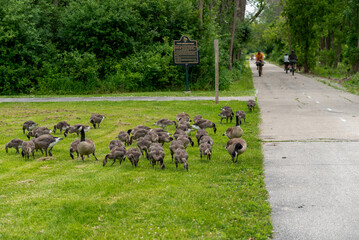 Sticker - Canada Geese And Goslings Crossing The Fox River Trail At De Pere, Wisconsin