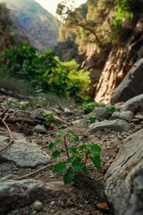 Sticker - A tiny plant sprouts from the earth, surrounded by dirt and natural debris