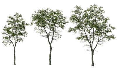 Wall Mural - trees ironwood white blooming hq arch viz plant tree