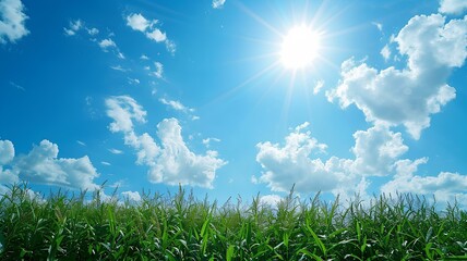 Wall Mural - A bright sunny day with a few scattered clouds in a clear blue sky.
