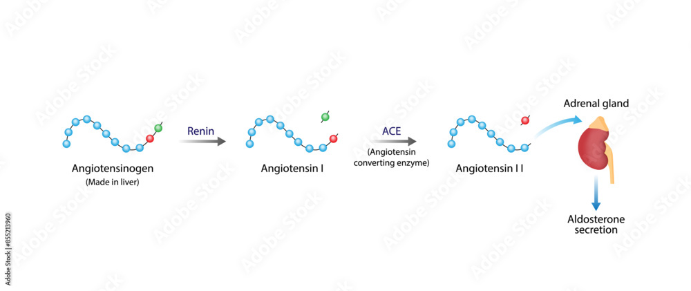 Angiotensin II acts on adrenal gland. Aldosterone secretion. Renin ...