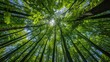 © NaufaL - Towering trees in lush woodland