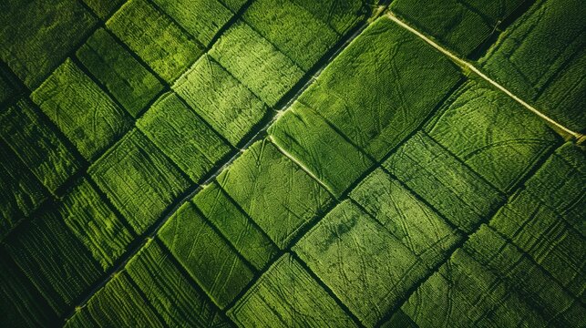 Agro culture, green fields, nature, view from above